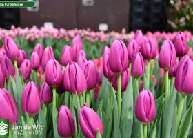 Tulipa Purple Sunset (2)